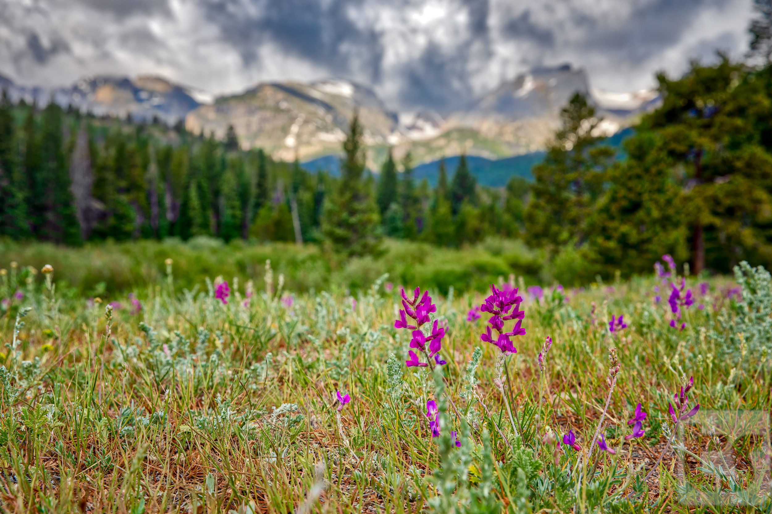 Rocky Mountain Summer 1