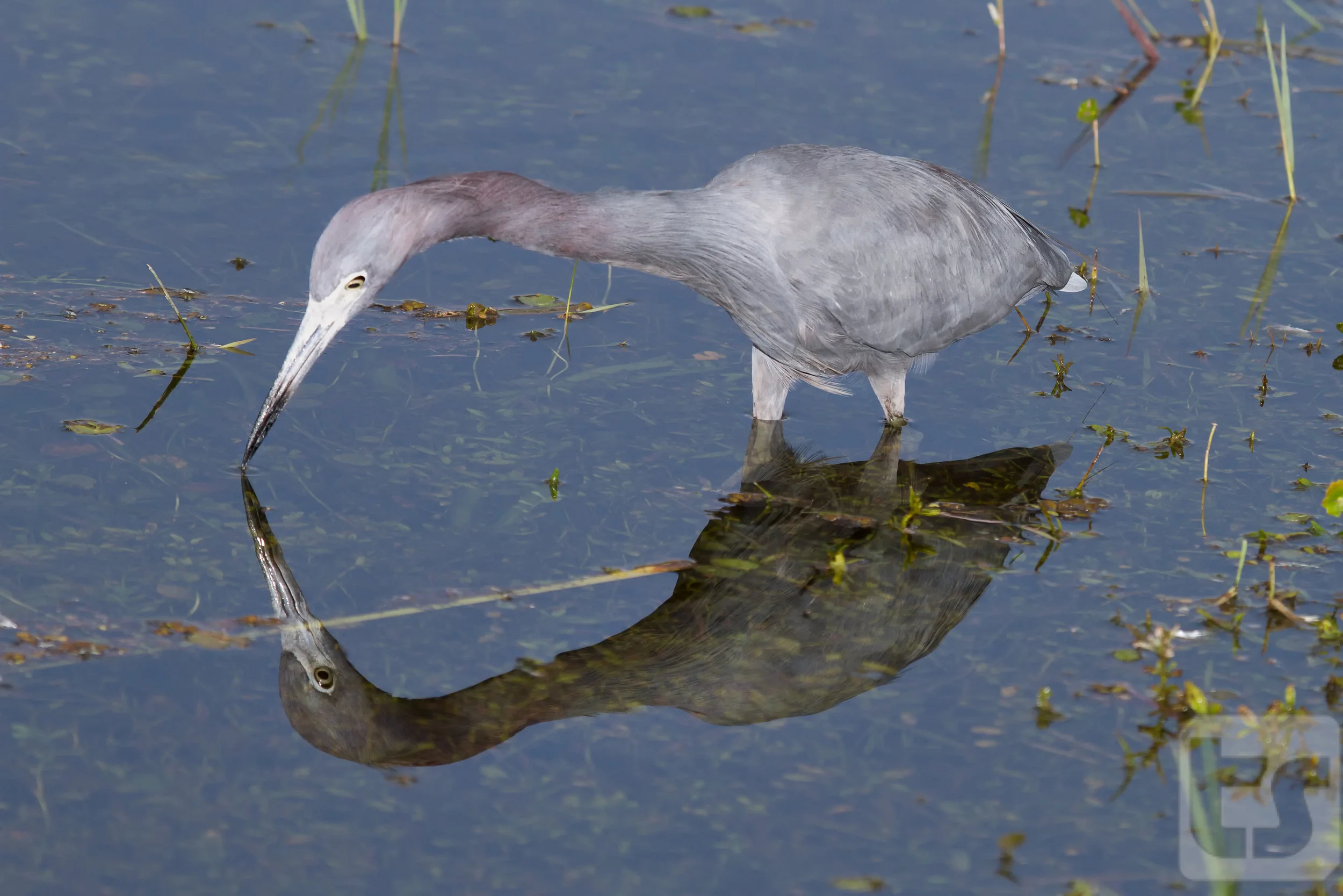 20111204_everglades_day30444.jpg