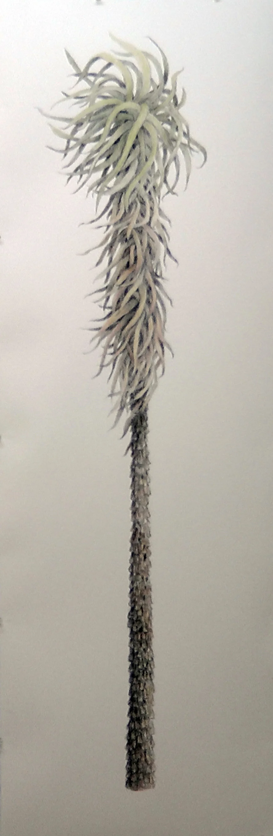 pandanus 3.jpg