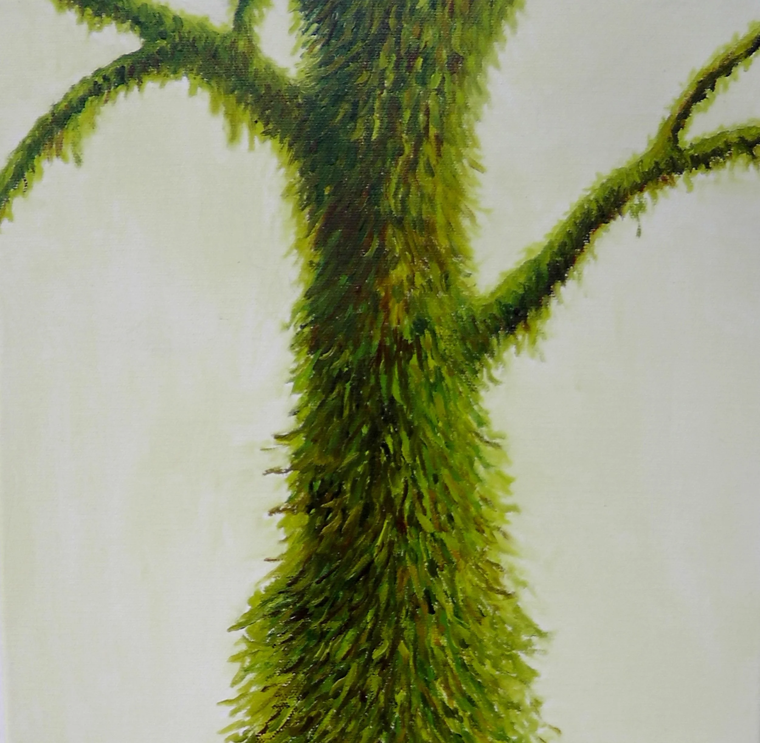 8. Forest Wonders 2.JPG