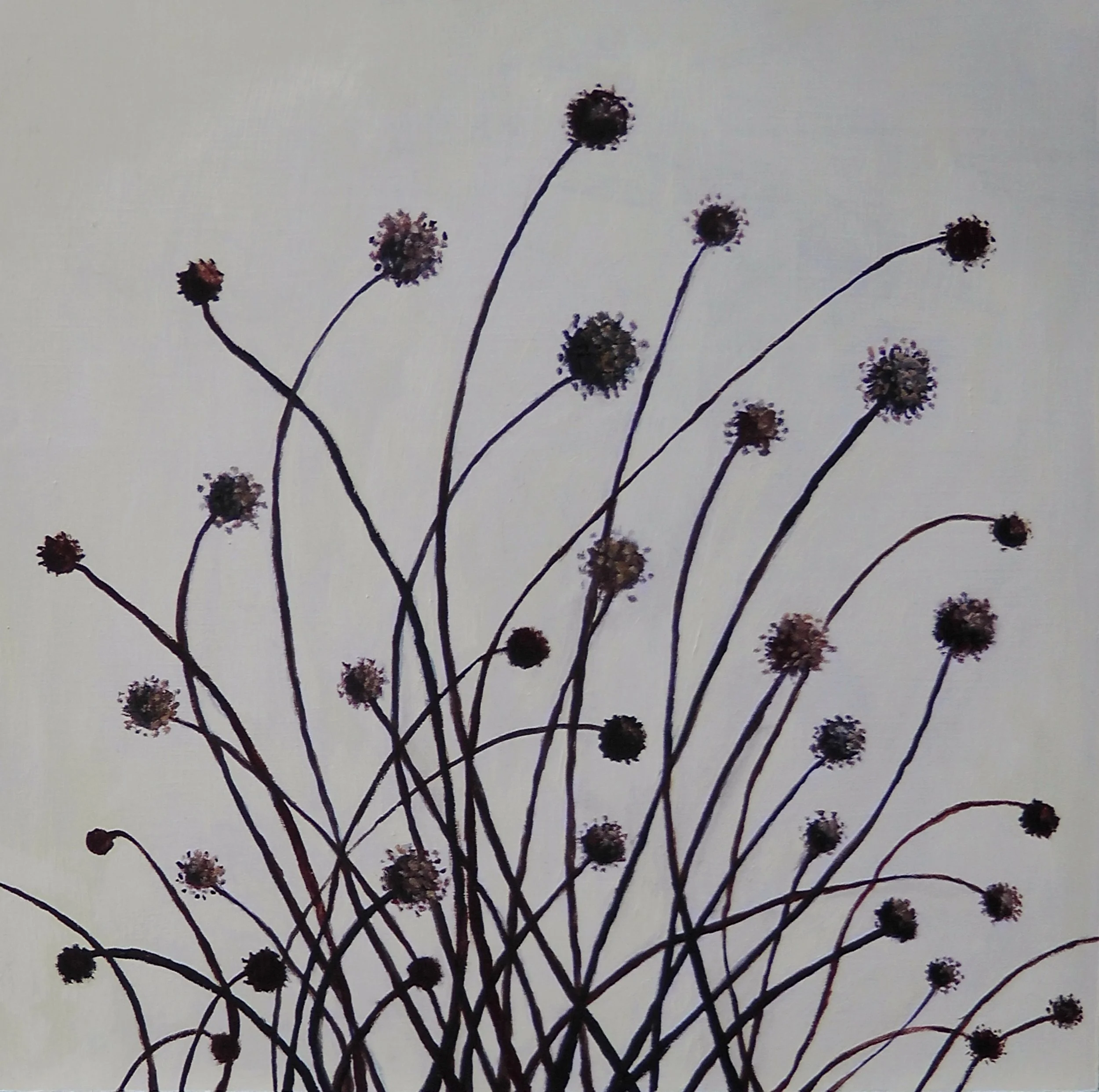 12. Button Grass.JPG