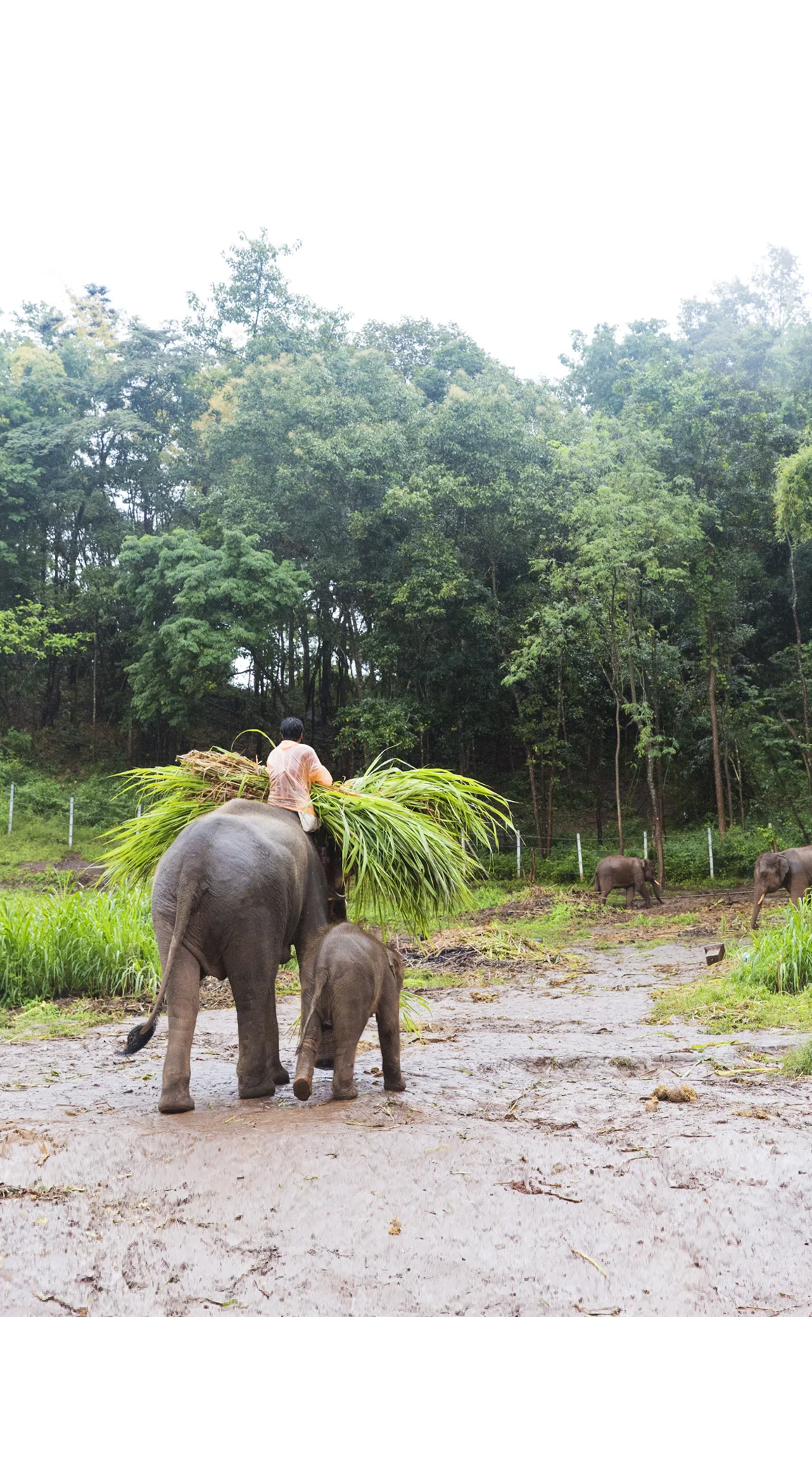 ChiangMai_721A8271.jpg
