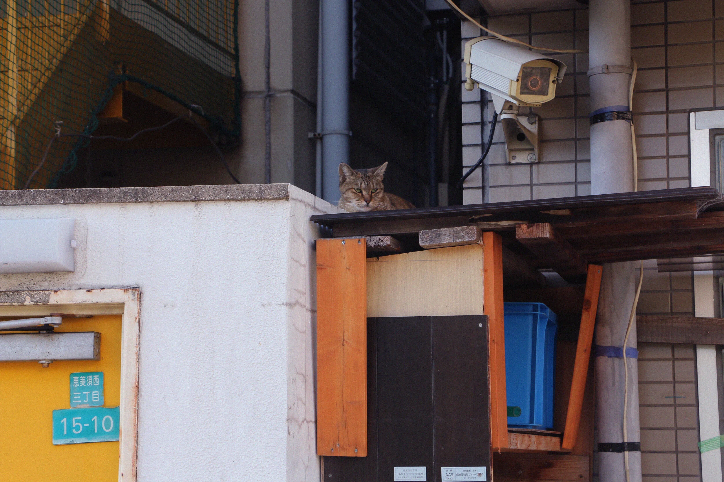 cat.jpg