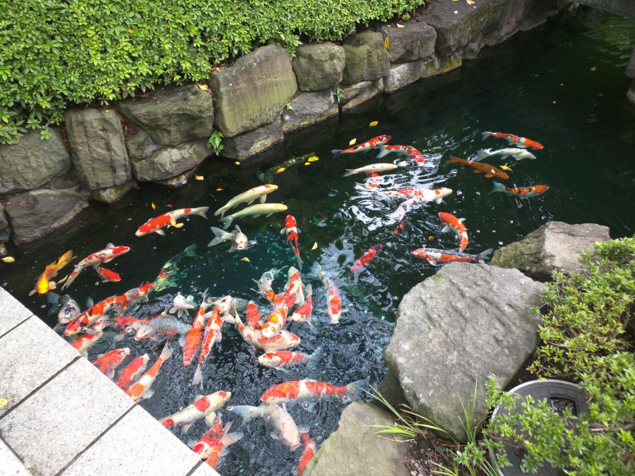 IMG_20150901_141441.jpg