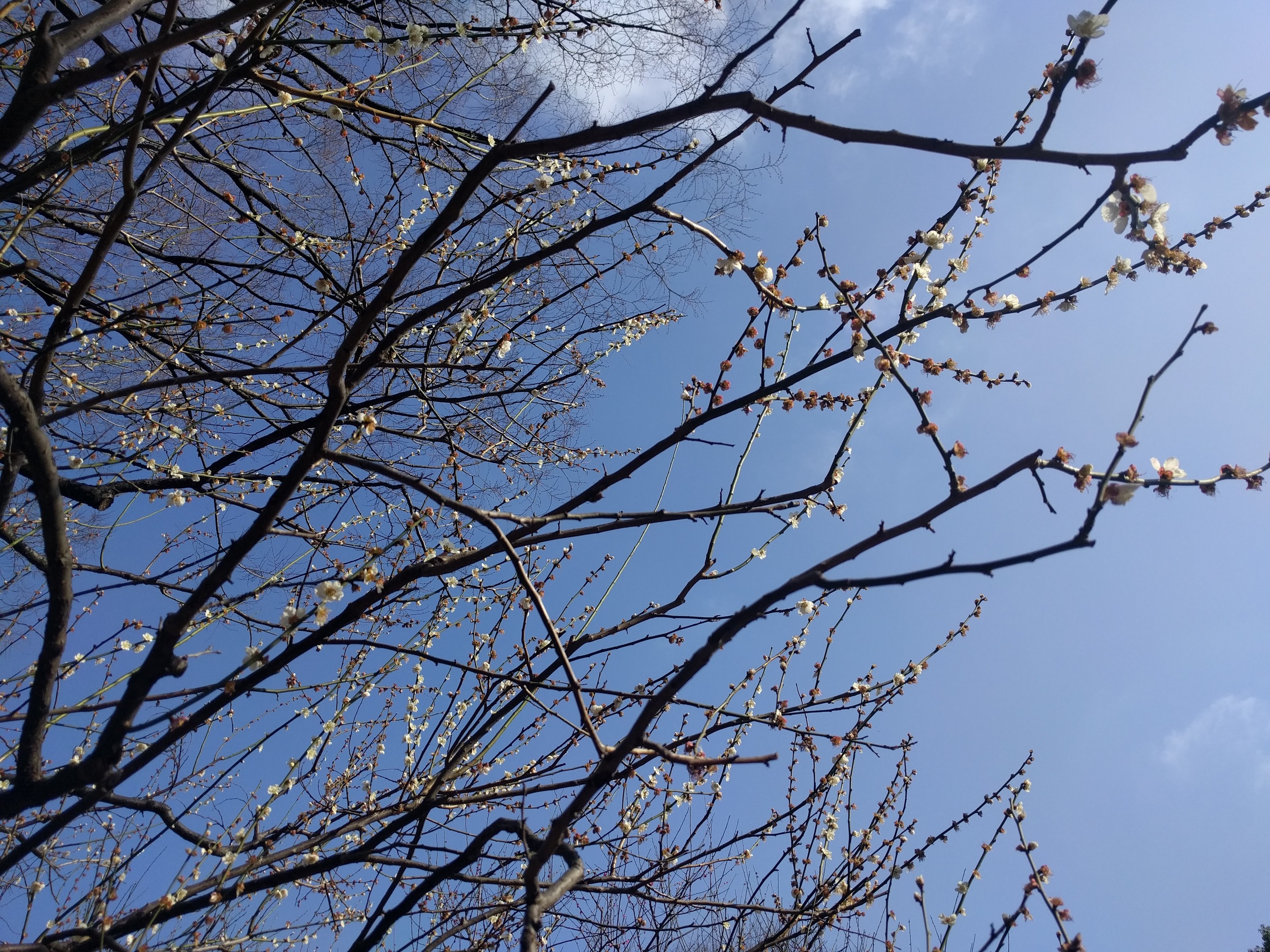 IMG_20160308_151109.jpg