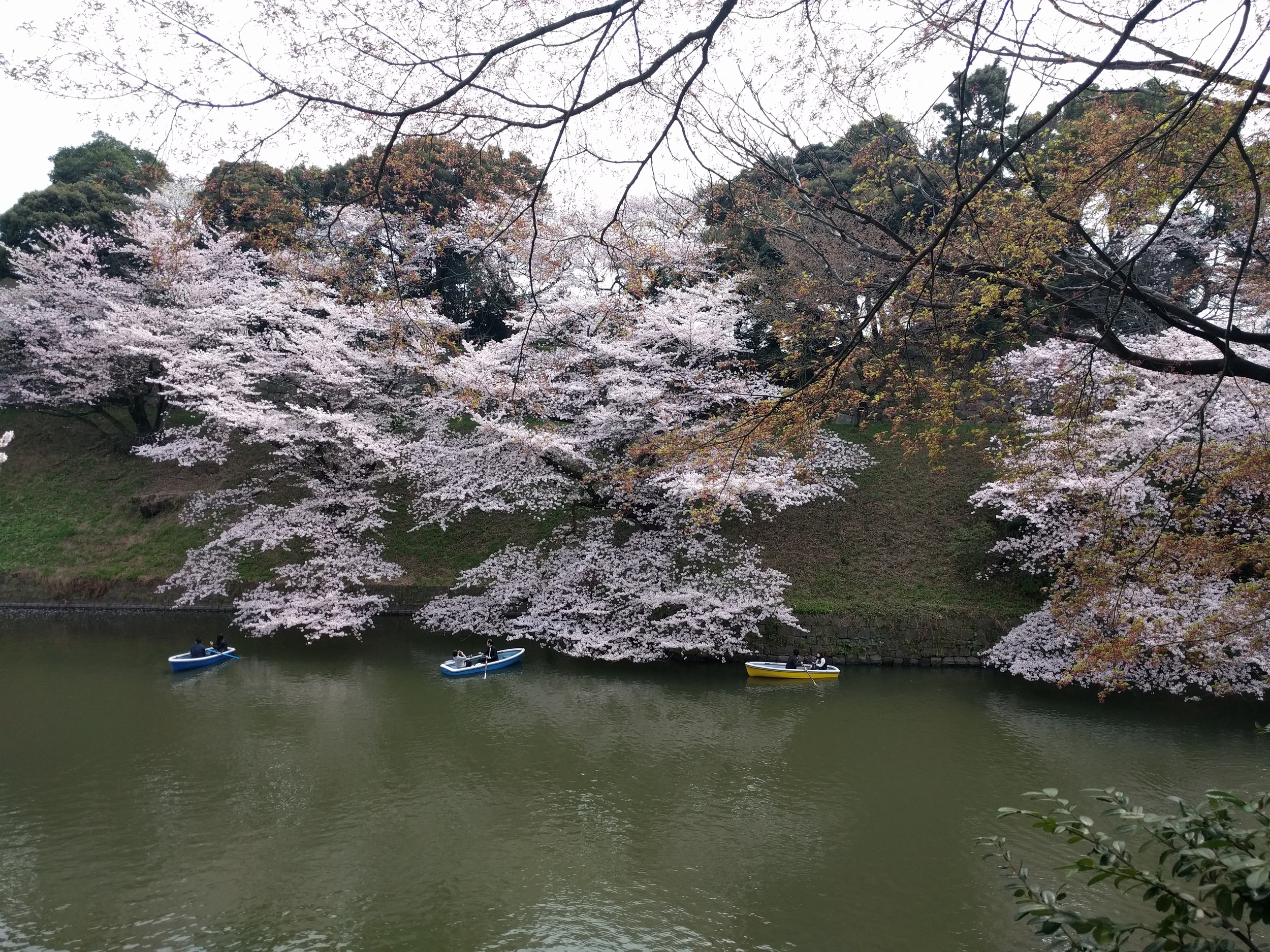 IMG_20160401_120726.jpg