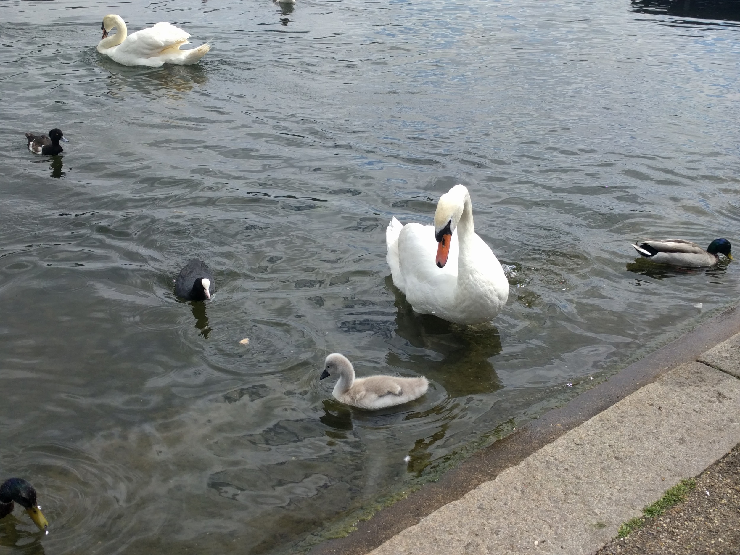 IMG_20160621_115211.jpg