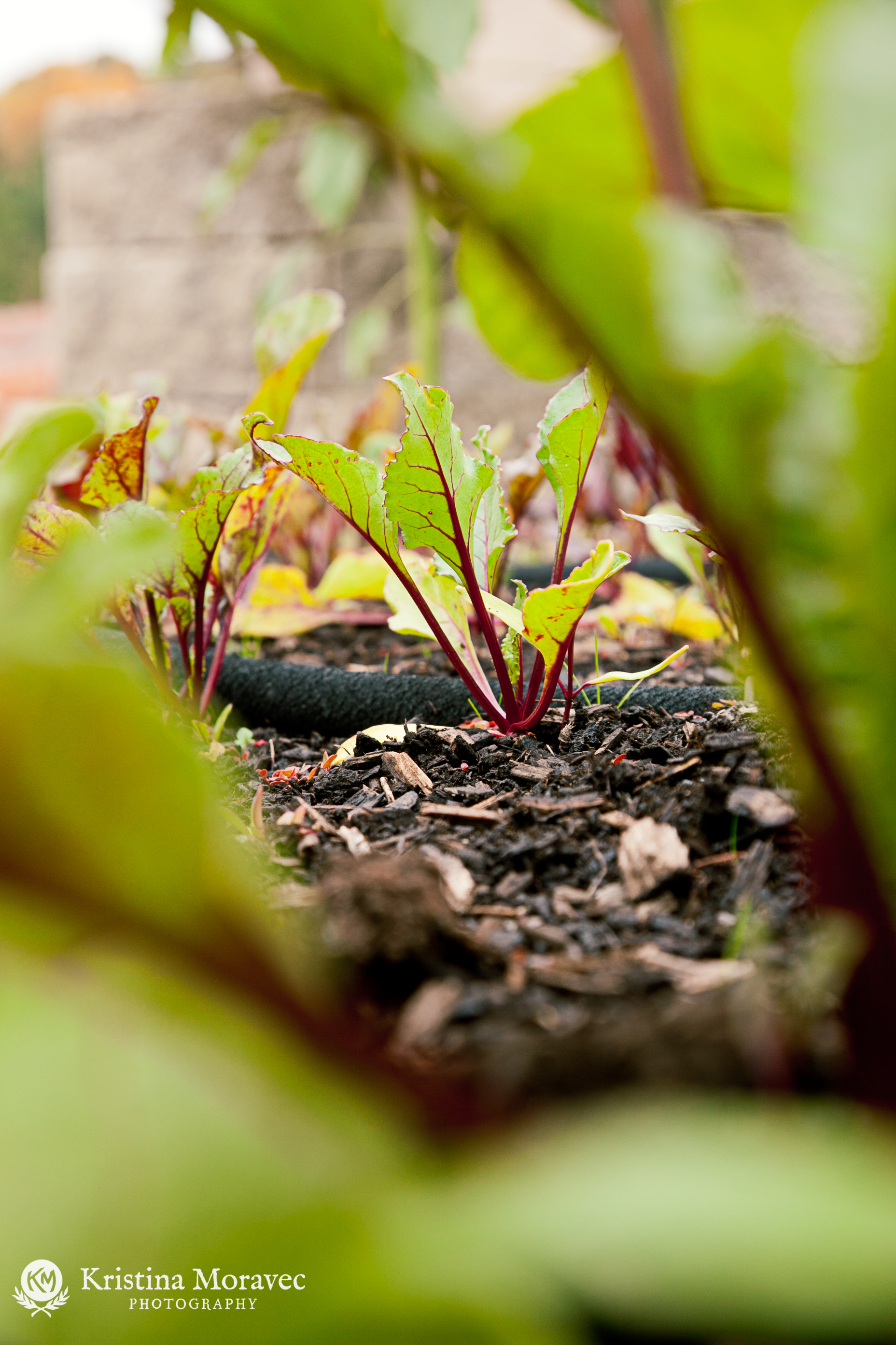 Beets WEB.jpg