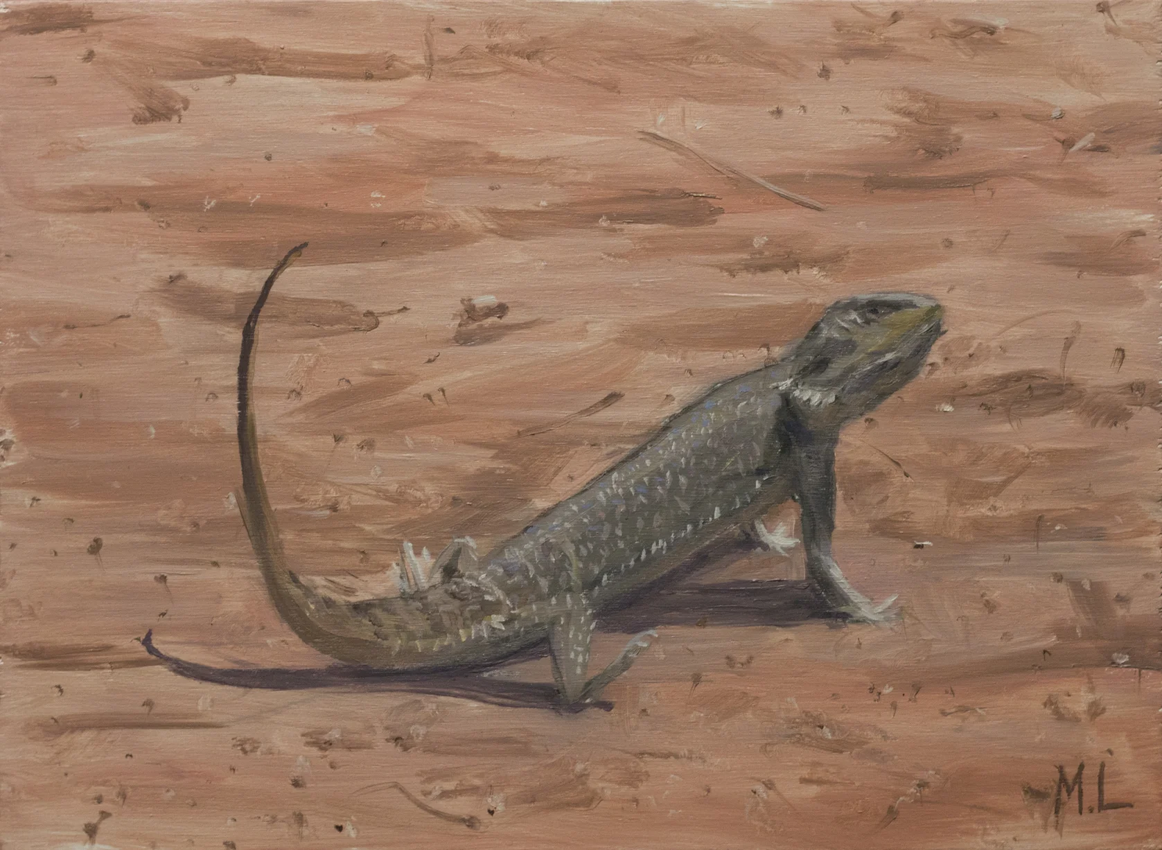 Central bearded Dragon
