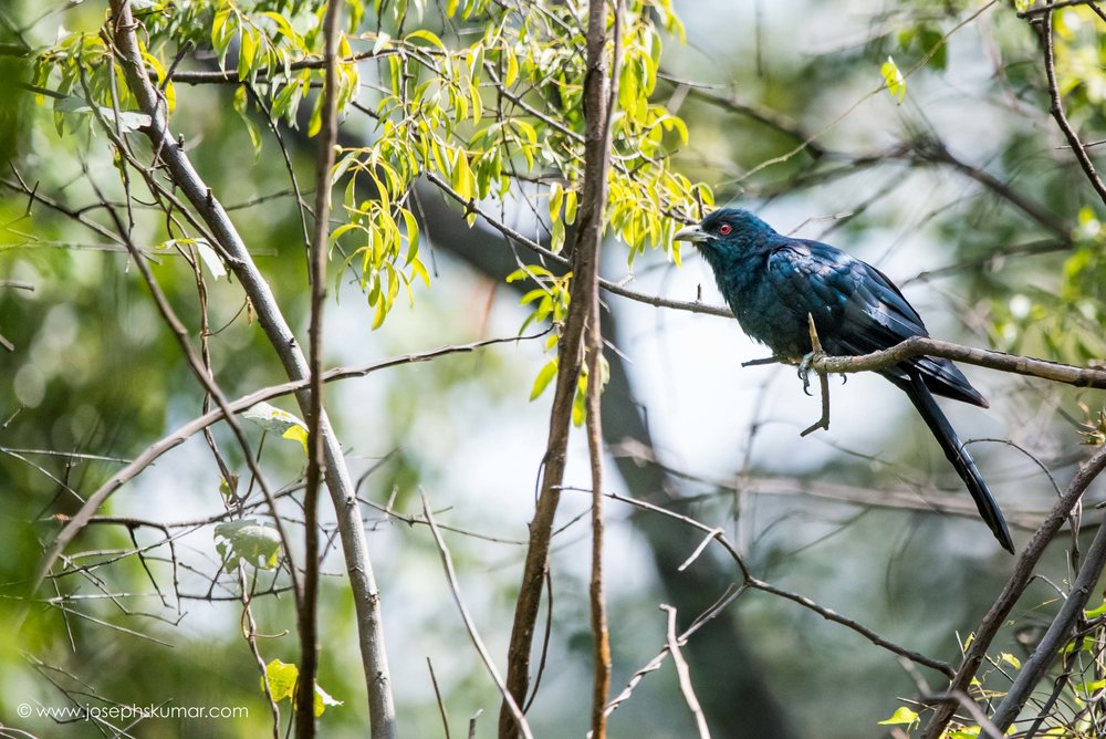 Asian Koel (Male)