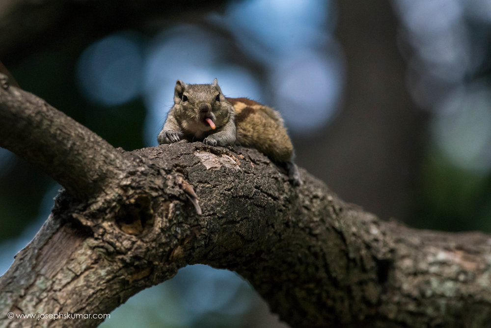 The Cheeky Squirrel