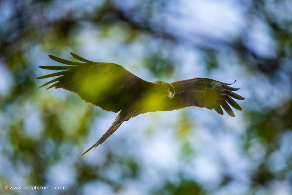 Black Kite through the foliage