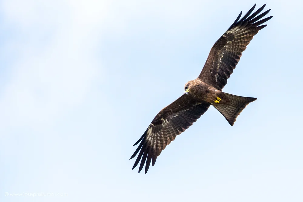 Black Kite in flight