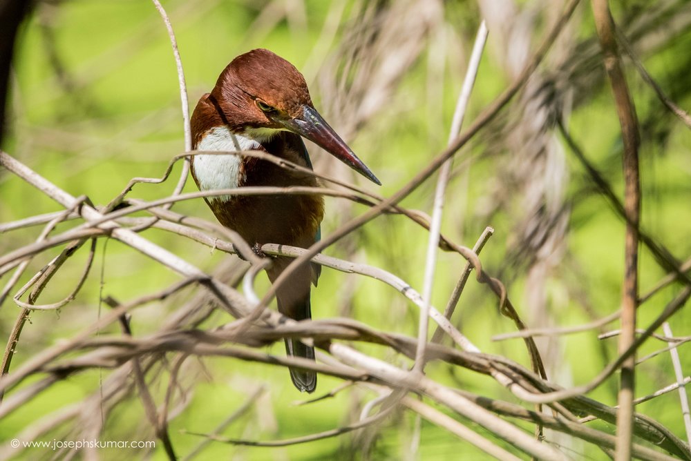 Lalbagh-13.jpg