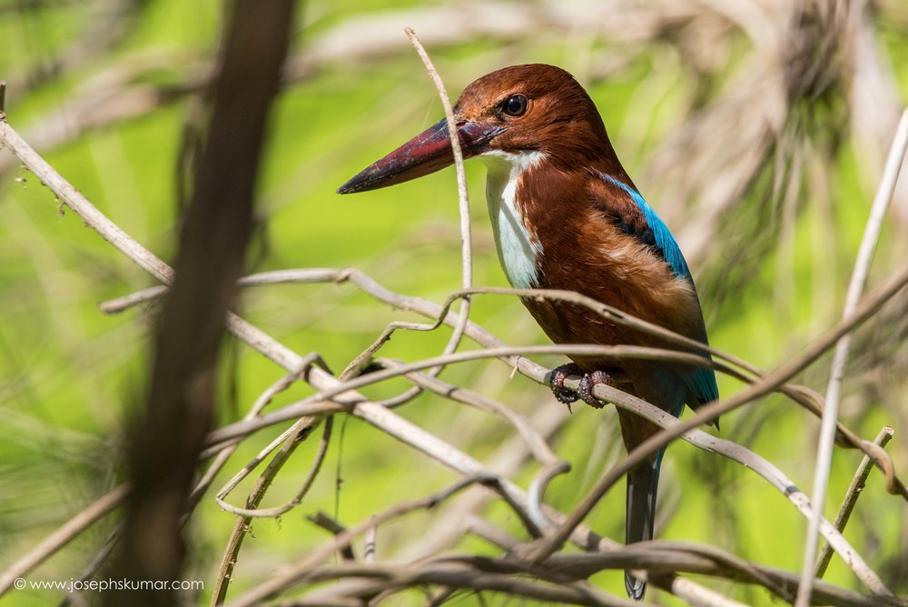 Lalbagh-12.jpg