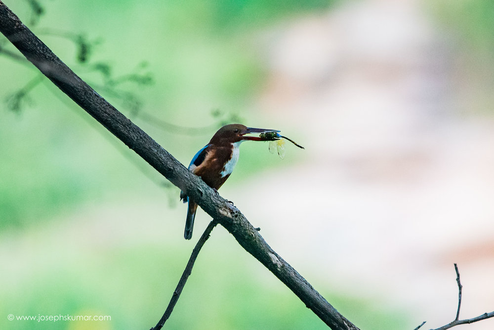 Lalbagh-28.jpg