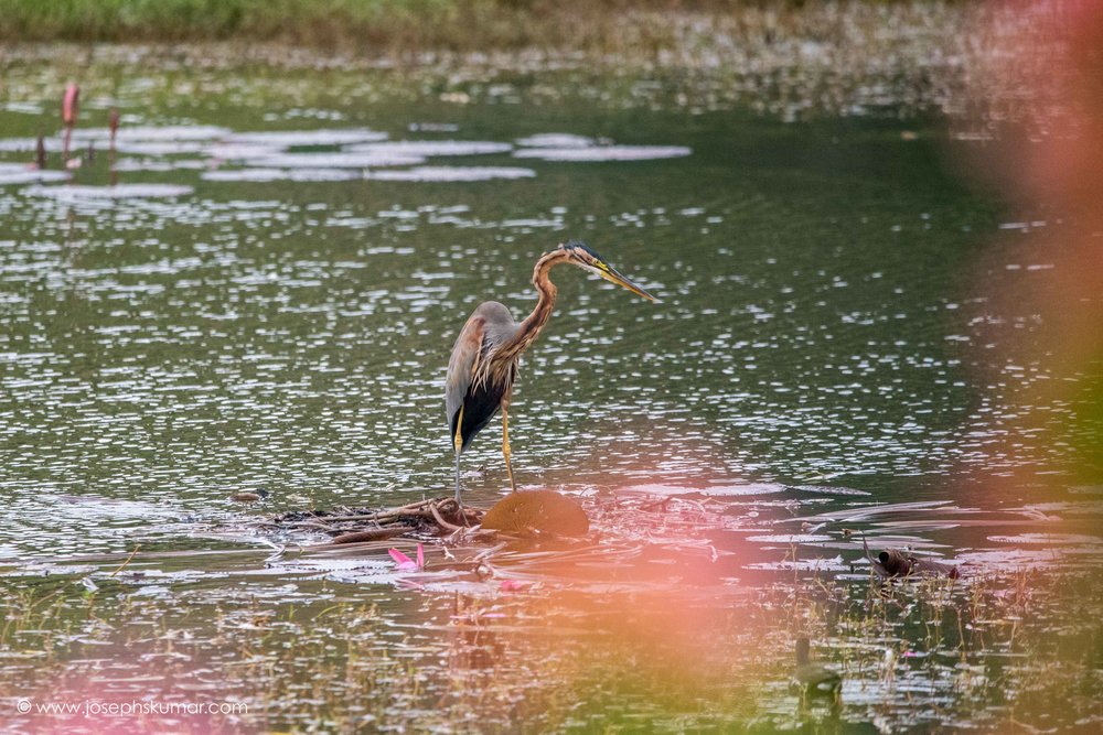 Purple Heron