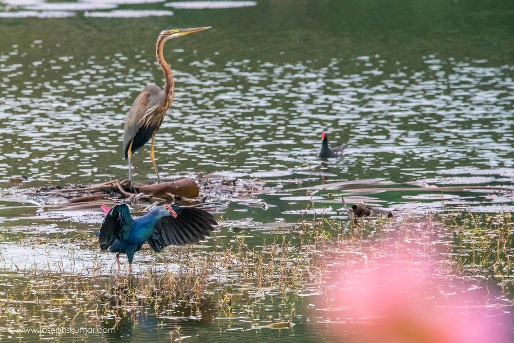 Swamphen