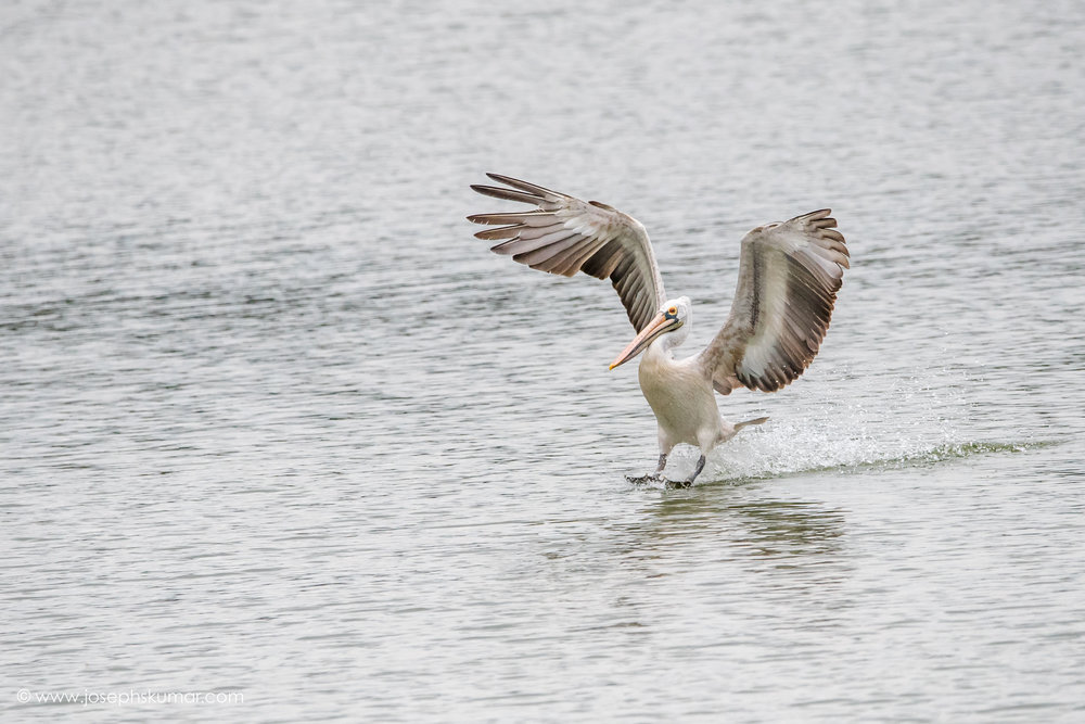 Spot Billed Pelican