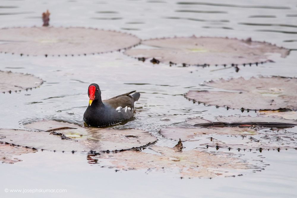 Moorhen