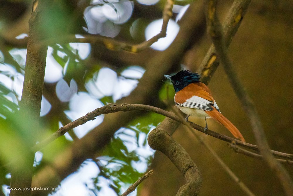 Asian Paradise Flycatcher