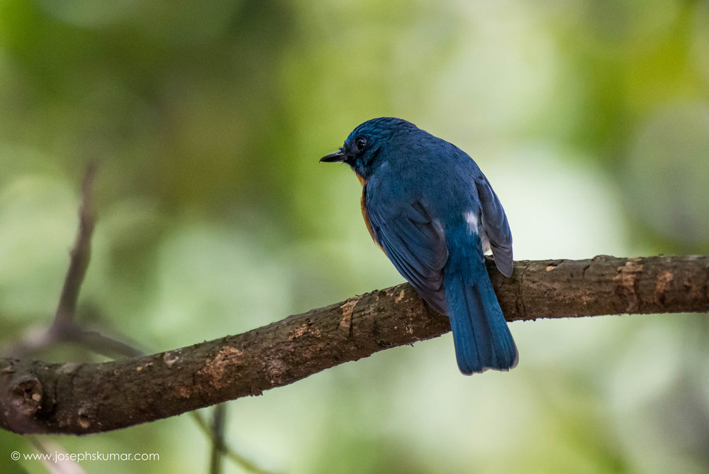 Tickell's Blue Flycatcher