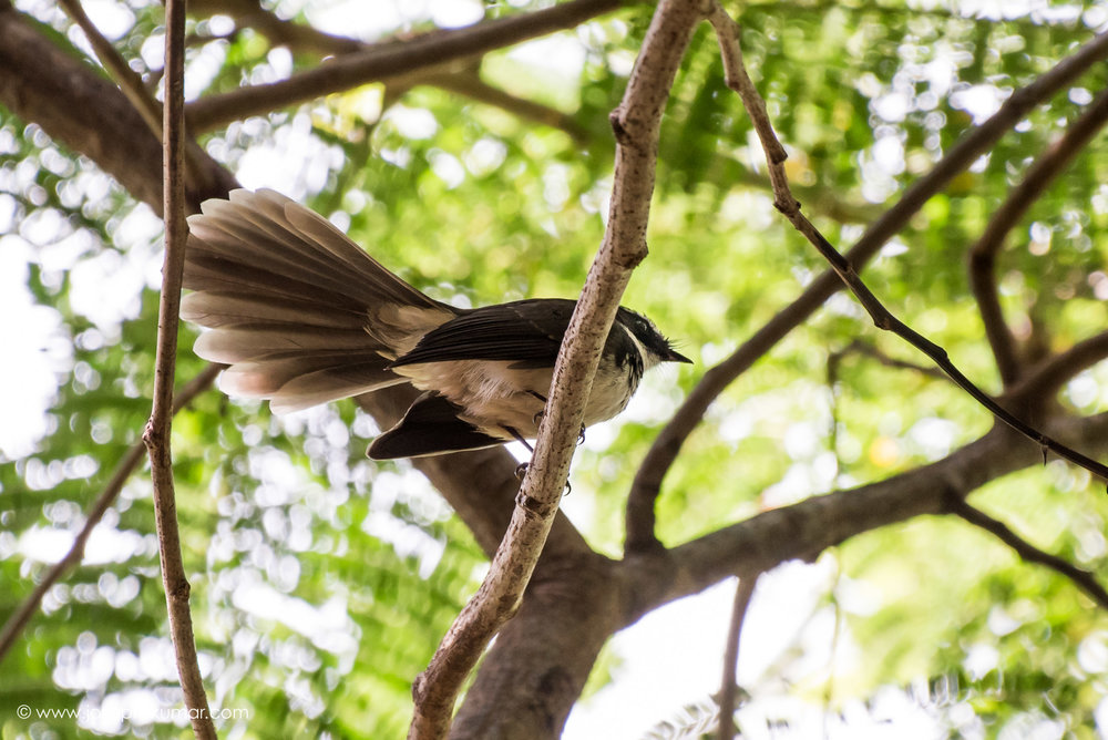 White-Throated Fantail