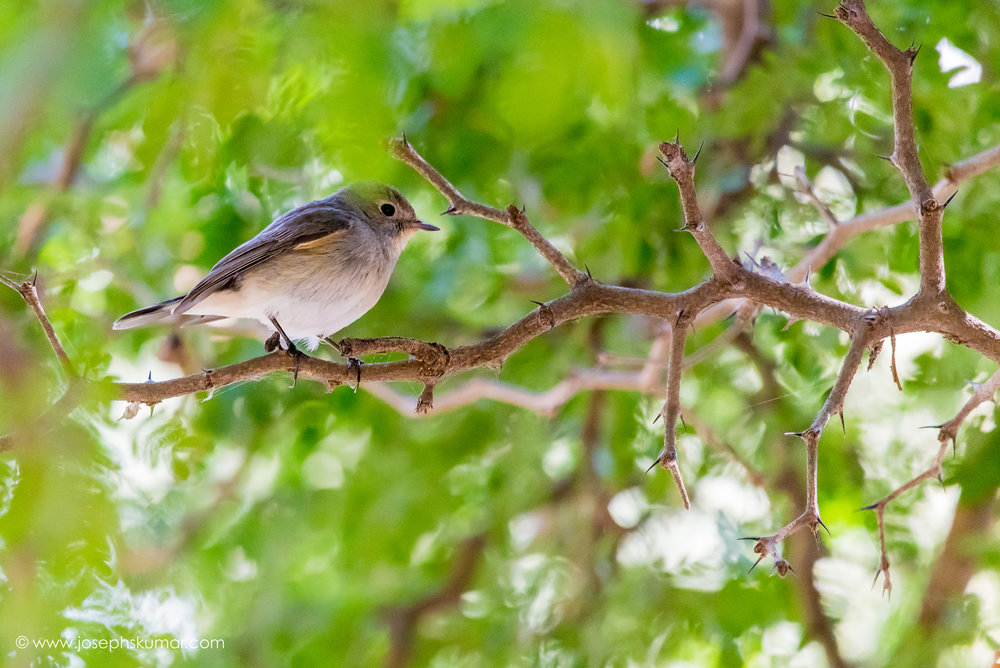 Lalbagh-6.jpg