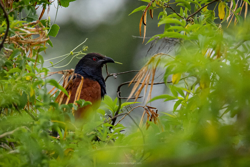 Lalbagh_josephskumar_02.jpg