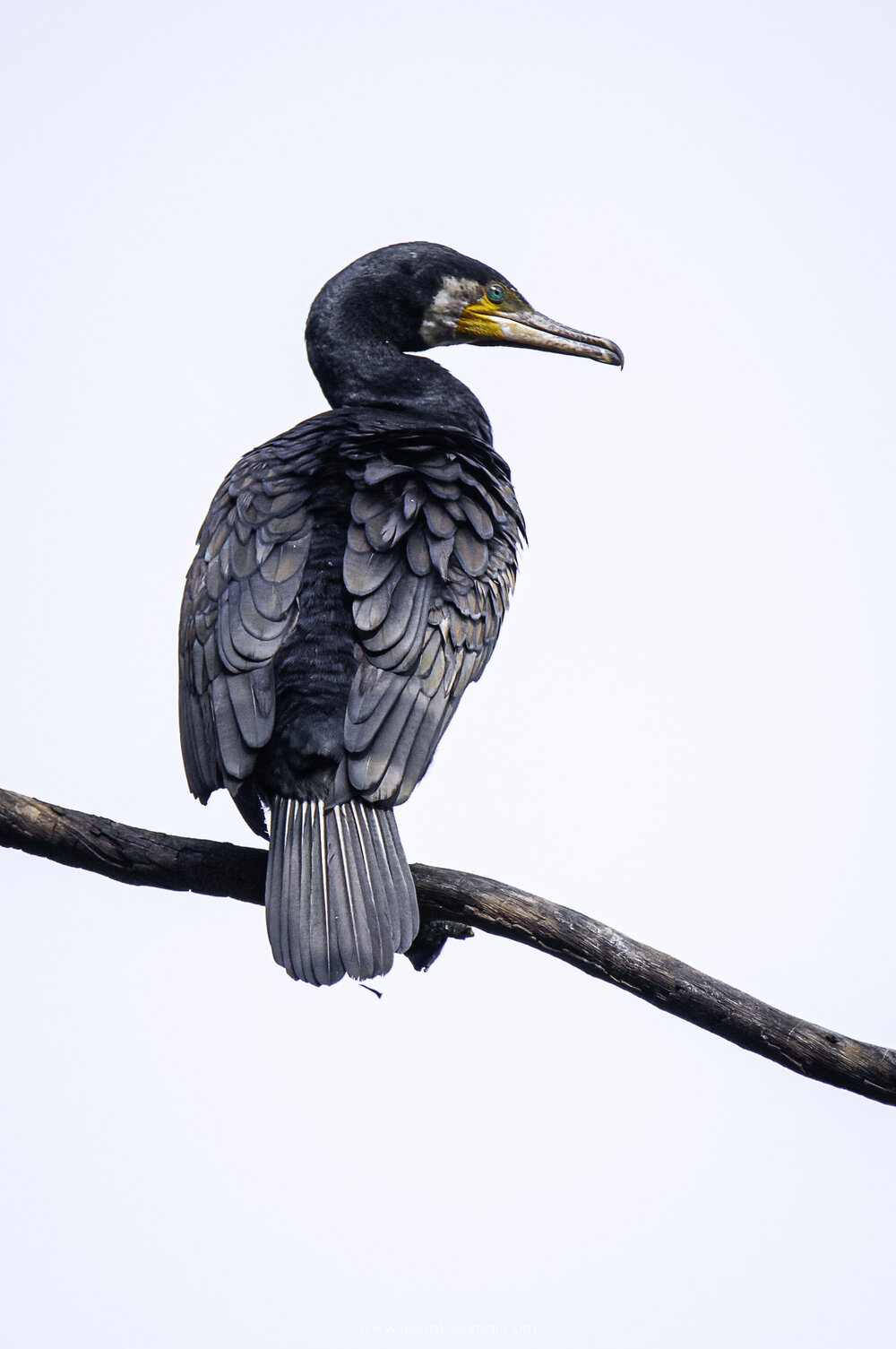 Lalbagh_josephskumar_30.jpg