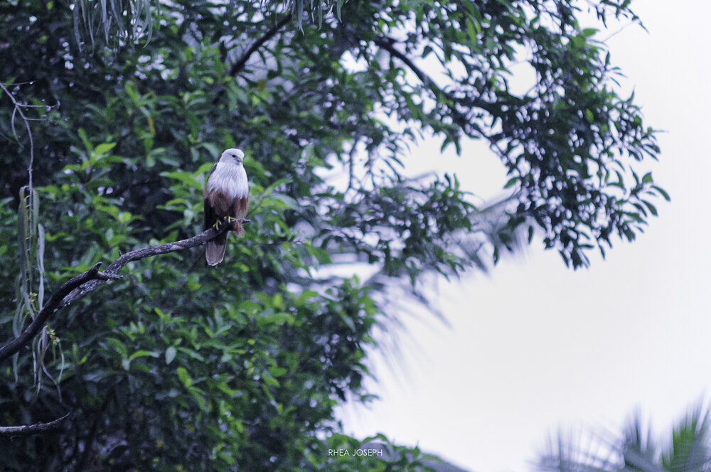 Lalbagh_rheajoseph_08.jpg