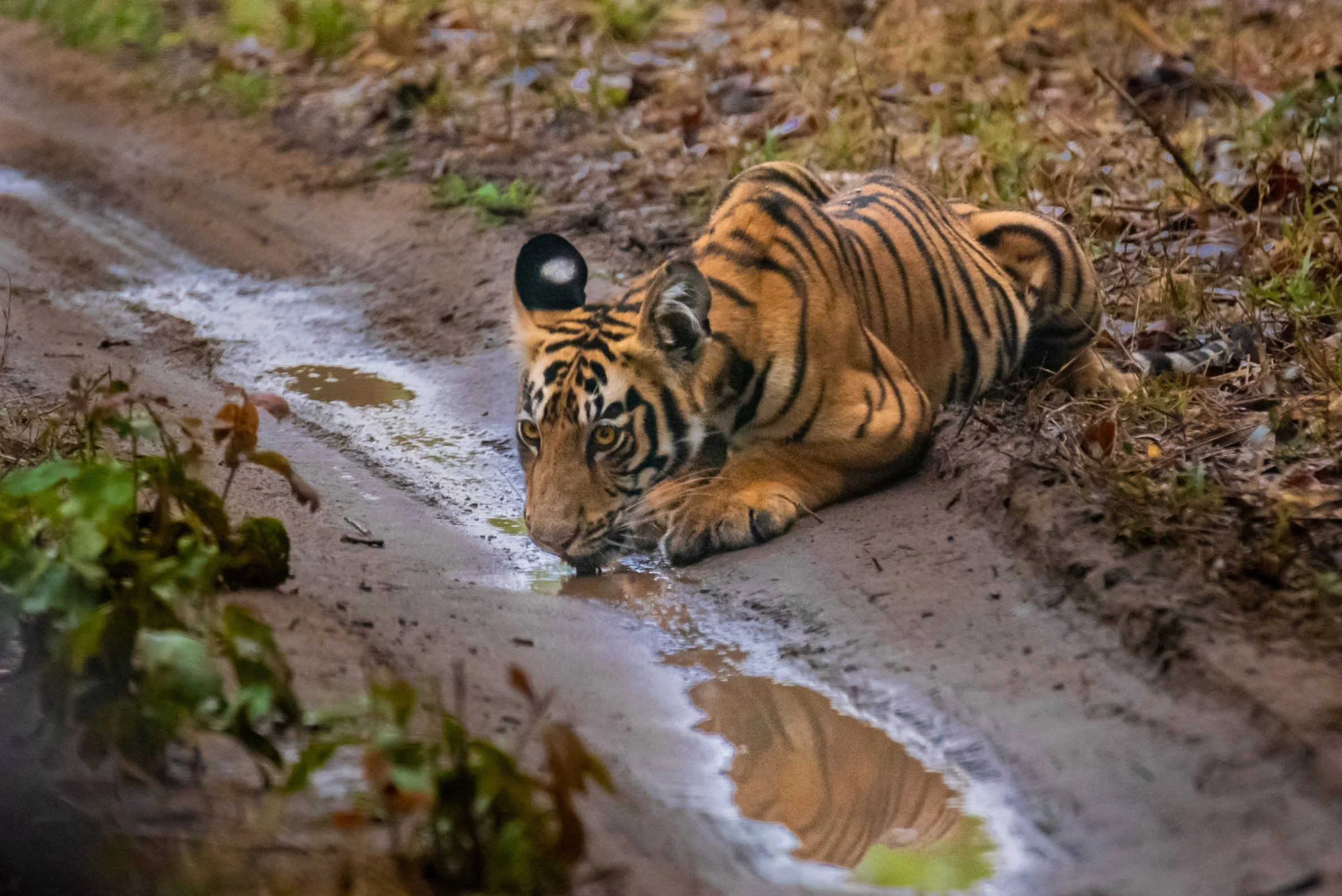 Tadoba_josephskumar_1-2.jpg