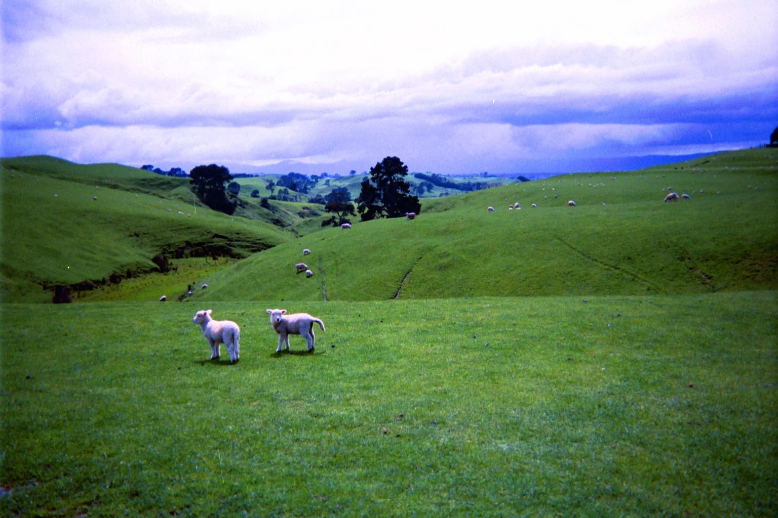 SHEEP IN NEW ZEALAND, 2003