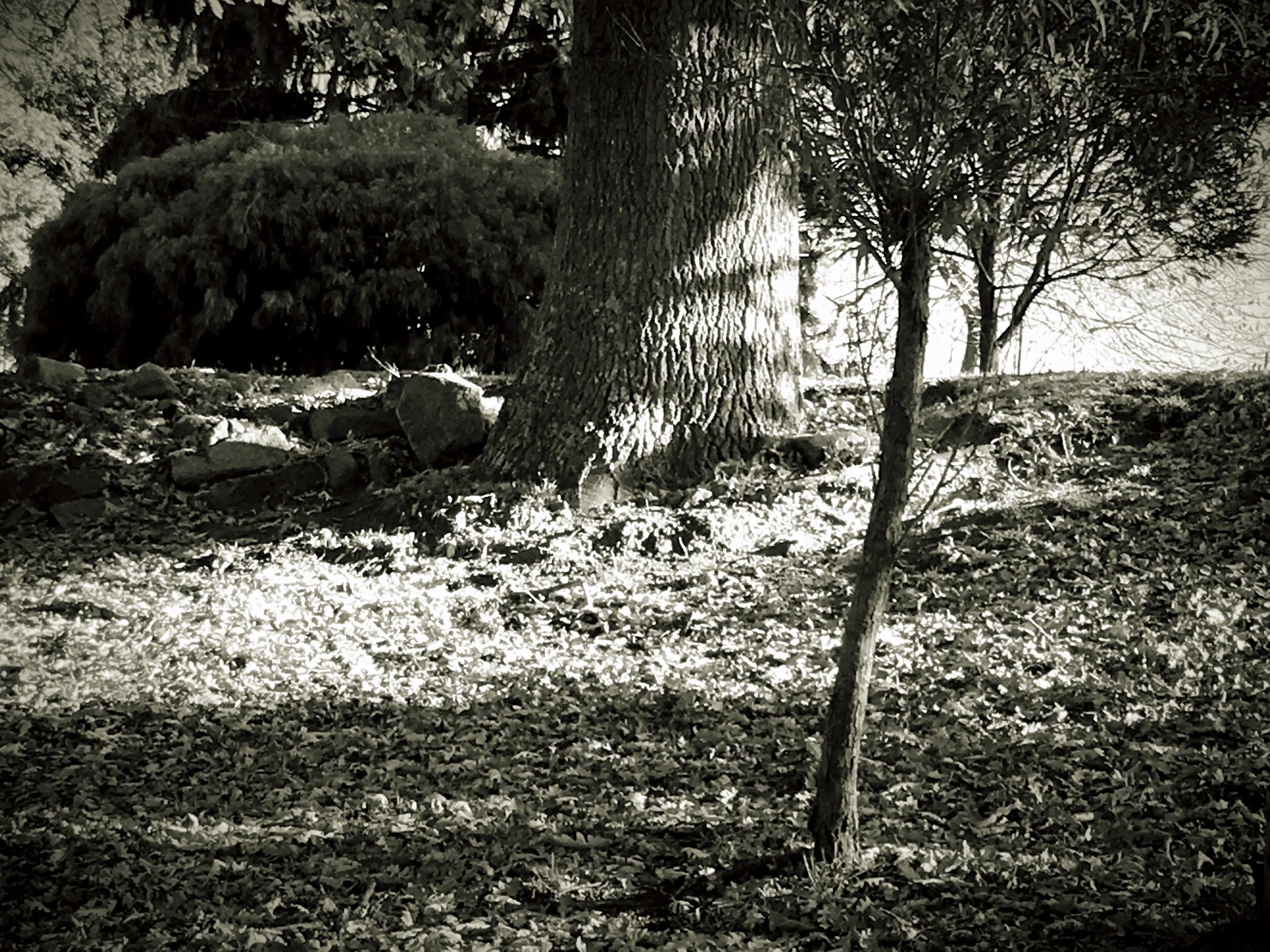A FAIRE DOOR AT THE BASE OF THE TREE....