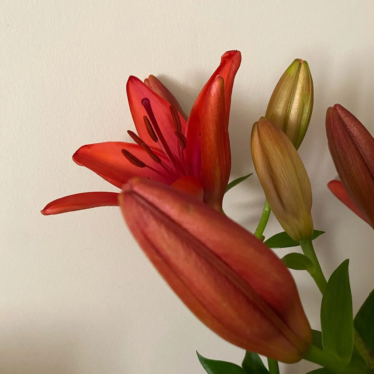 What a stunning colour? 
$6 from @aldi and I pick them with closed buds! Surprise this is my lucky dip....
Enjoy 😉 
.
.
.
.
.
#emmajanewatson
#thegirlwithmagichands 
#lillies