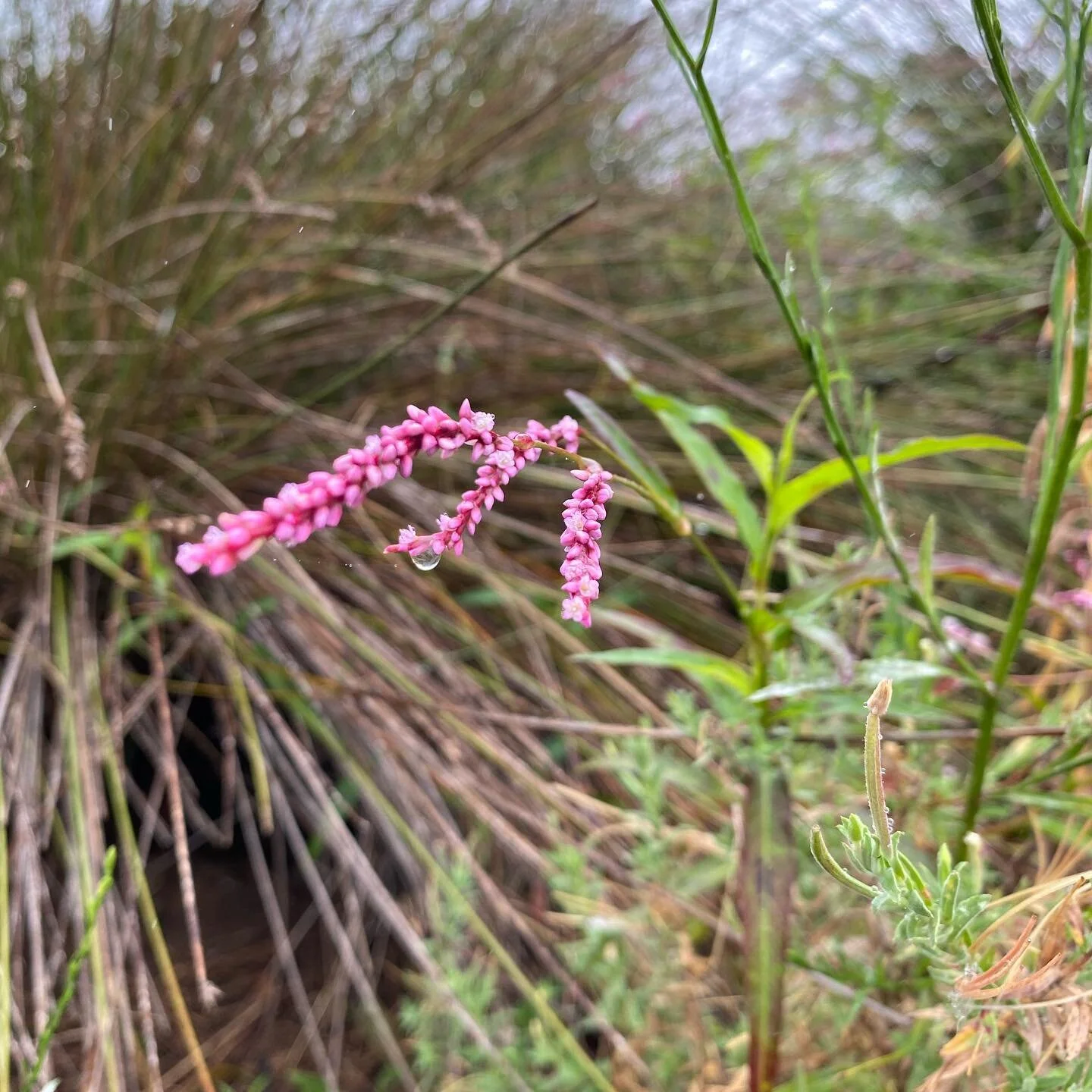 Stunning droplet on a pink flower in nature among the golf course at Eynesbury....
.
.
.
.
.
#emmajanewatson
#thegirlwithmagichands
#mspeacock