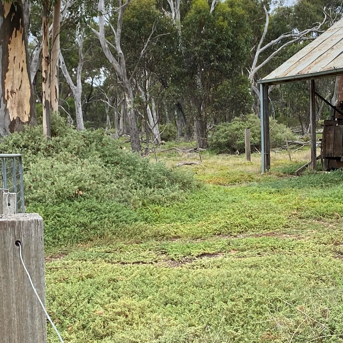 Nature at it&rsquo;s best.... The hidden world of Eynesbury.
.
.
.
.
.
#emmajanewatson
#thegirlwithmagichands
#eynesbury