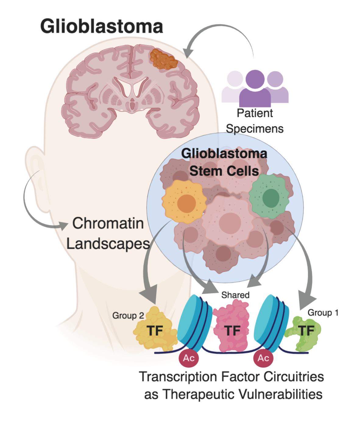 GBM_graphical_abstract.png