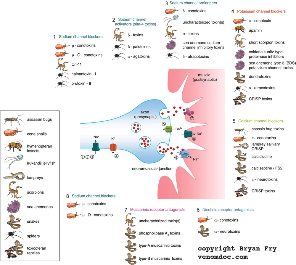 Neurotoxins Venom Doc