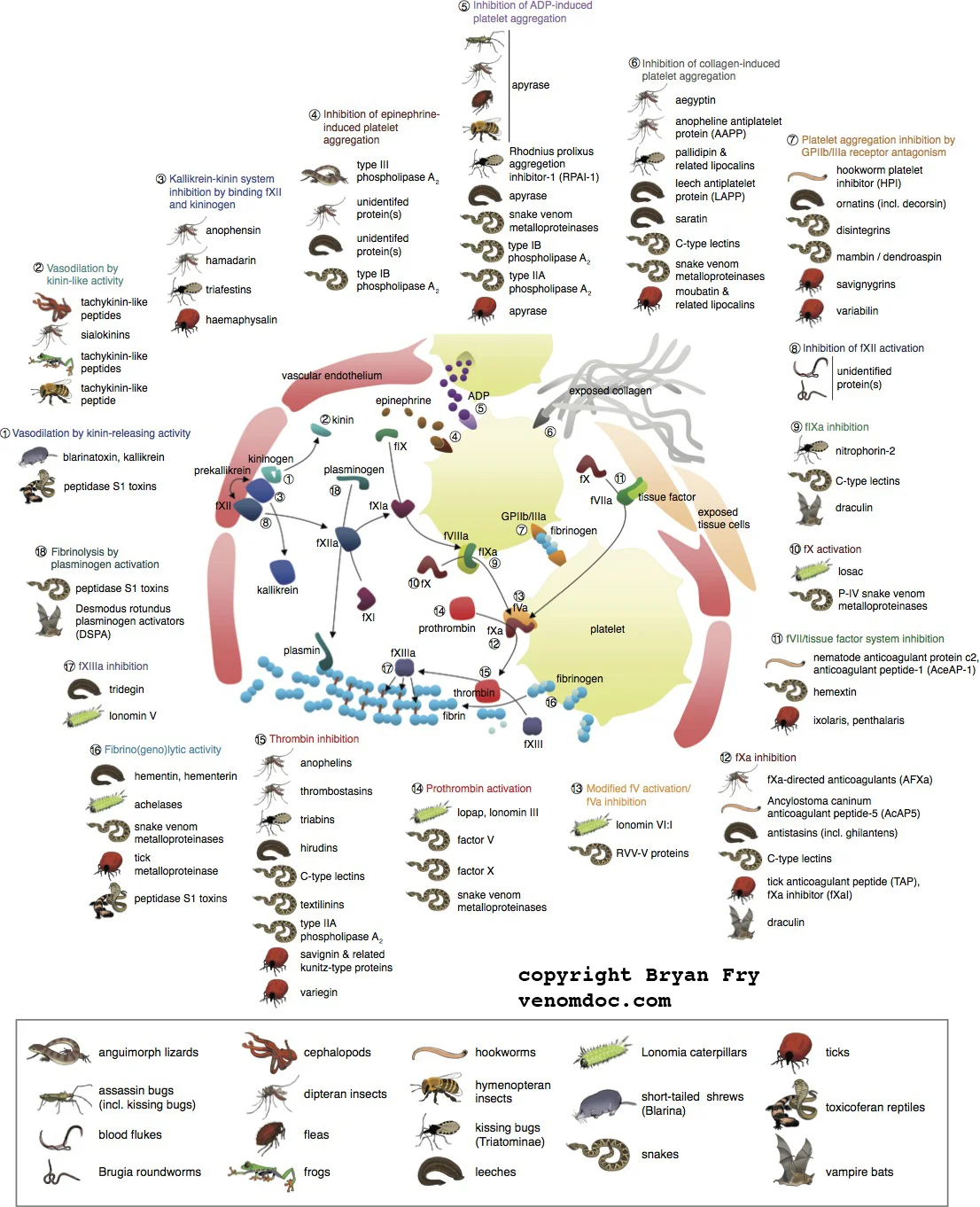 Sites of Coagulotoxin convergence, click here to download the associated paper