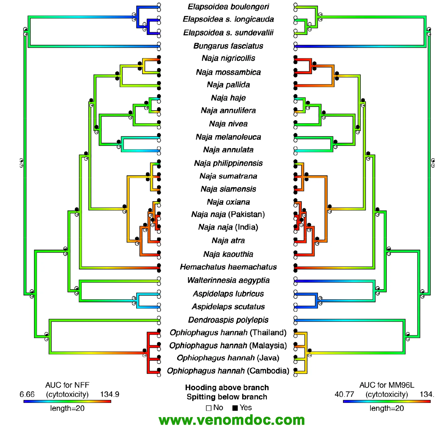 
Normal
0
false
false
false
EN-US
ZH-CN
X-NONE
/* Style Definitions */
table.MsoNormalTable
{mso-style-name:"Table Normal";
mso-tstyle-rowband-size:0;
mso-tstyle-colband-size:0;
mso-style-noshow:yes;
mso-style-priority:99;
mso-style-parent:"";
mso-padding-alt:0cm 5.4pt 0cm 5.4pt;
mso-para-margin:0cm;
mso-para-margin-bottom:.0001pt;
mso-pagination:widow-orphan;
font-size:10.0pt;
font-family:"Times New Roman",serif;
mso-bidi-font-family:"Times New Roman";
mso-bidi-theme-font:minor-bidi;
mso-font-kerning:1.0pt;
mso-fareast-language:ZH-CN;}
Ancestral state reconstructions of hooding, spitting, and cytotoxicity; based on ambiguous Aspidelaps species coded as non-hooding as well as the ambiguous N. atra and N. kaouthia also coded as non-spitting. Reconstruction over branches represents the AUC for the non-transformed NFF cell line (left) and the melanoma (MM96L) cancer cell line (right), where warmer colours represent higher cytotoxicity against cell lines (raw data in Supplementary Tables). Pie charts are the same on both trees and represent estimates of ancestral states for hooding (above branch) and spitting (below branch) where black and white represent the trait being present or absent respectively. States at tips represent the data collected. CLICk here to download the associated paper
