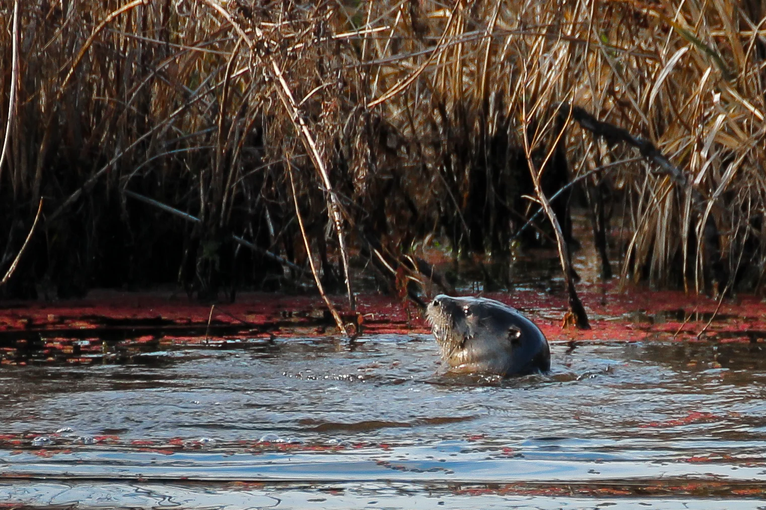 Otters at Bombay Hook NWR