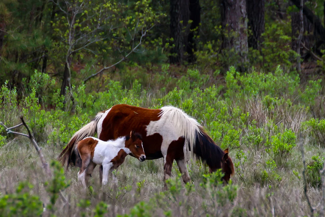 Assateague Wild Horses
