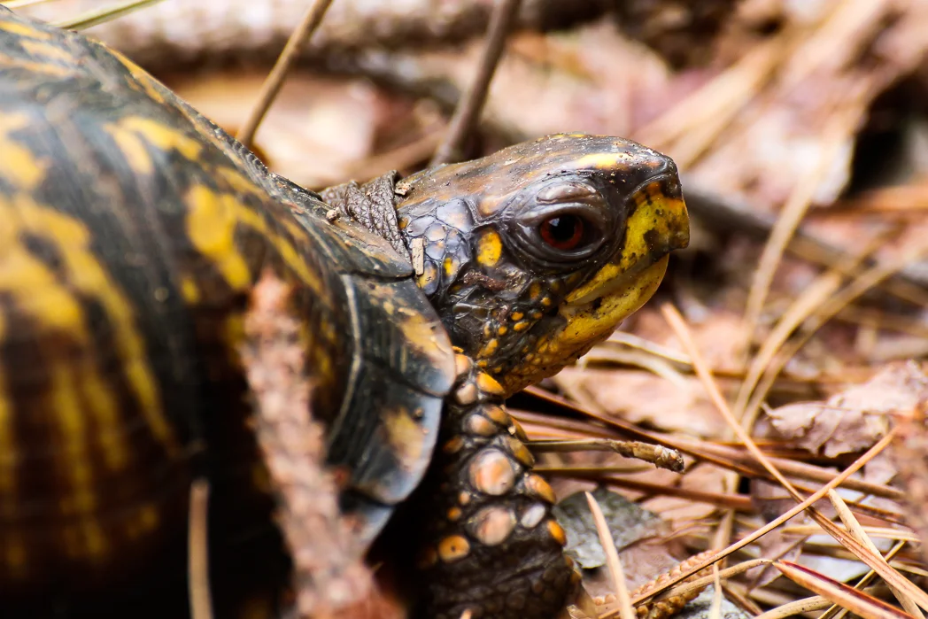 Eastern Box Turtle
