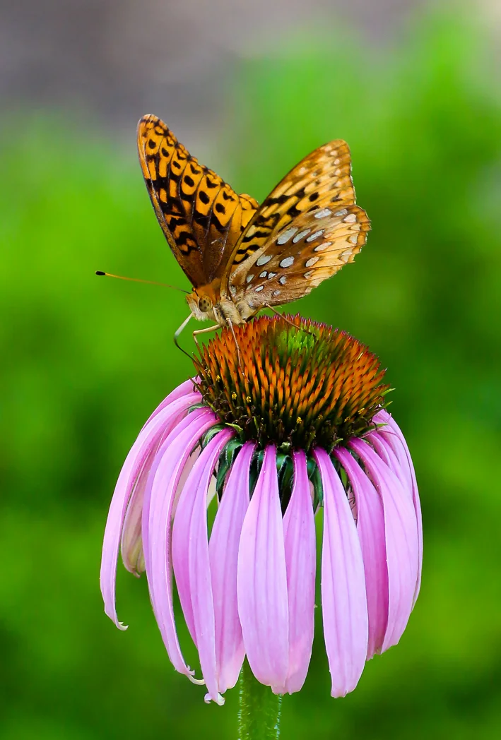 Butterfly on Flower