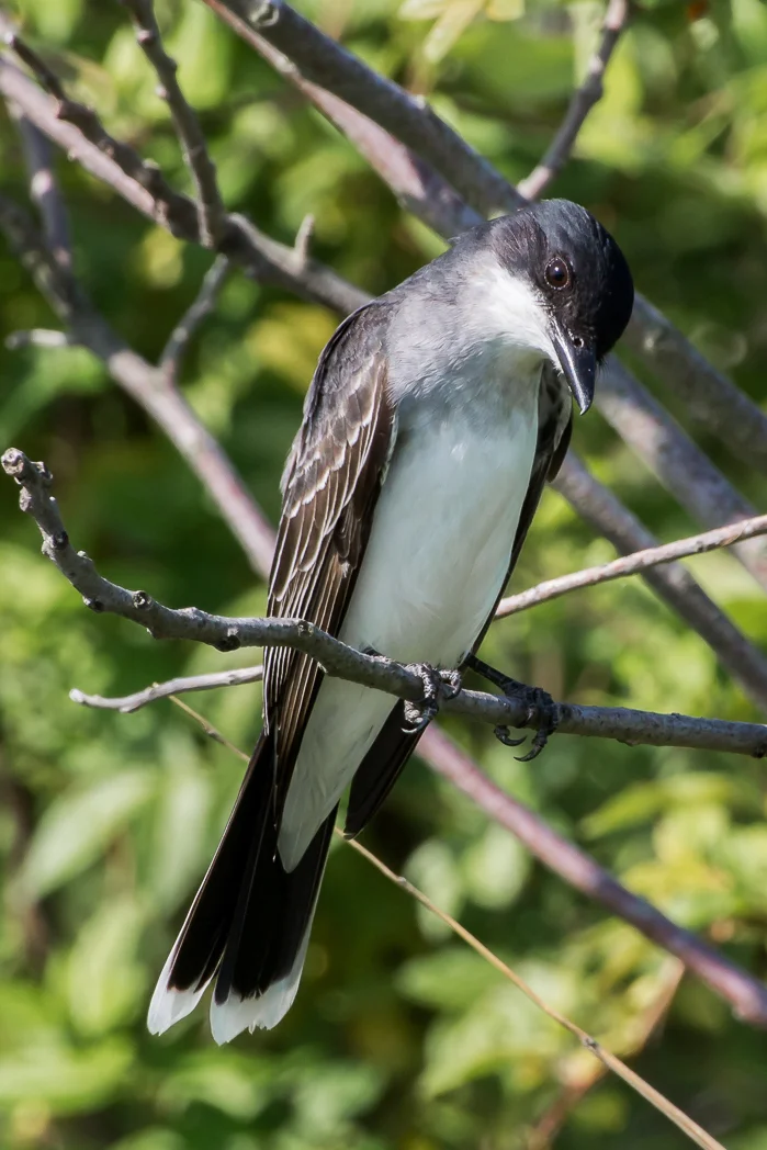 Northern Mocking Bird