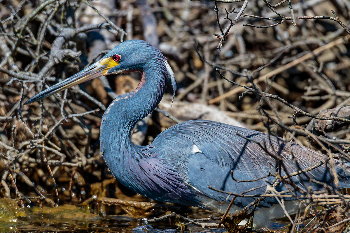 Tricolor Heron
