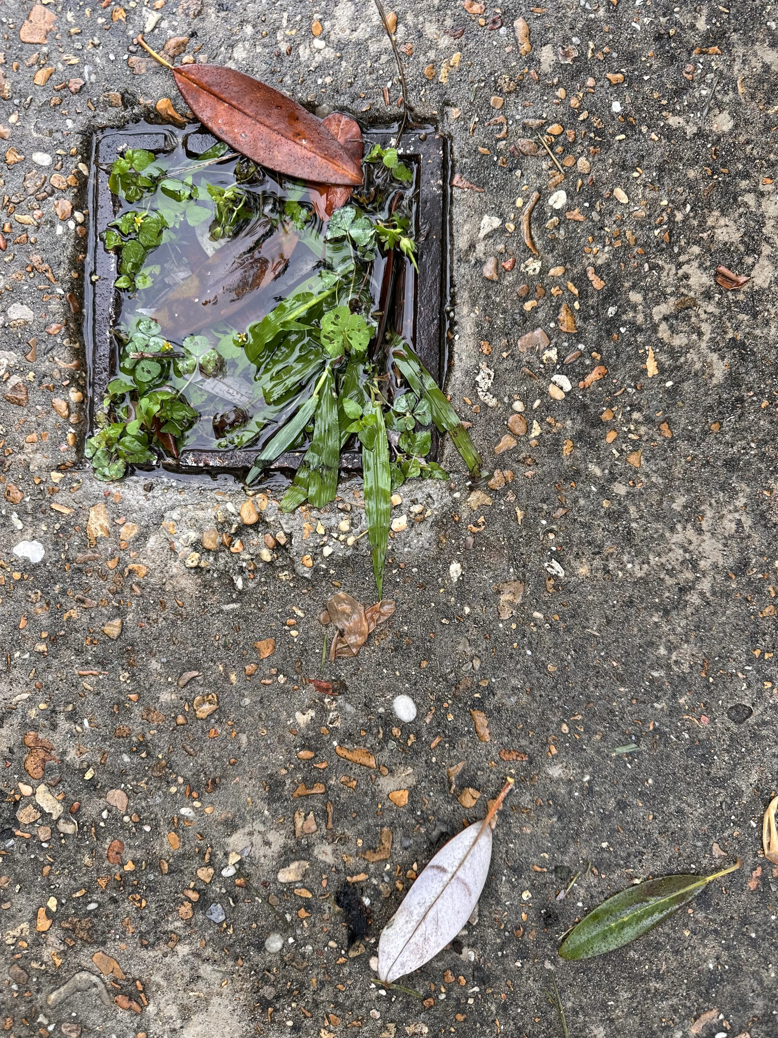 A drain on a concrete sidewalk with water and green plants growing inside, surrounded by fallen leaves and small pebbles.