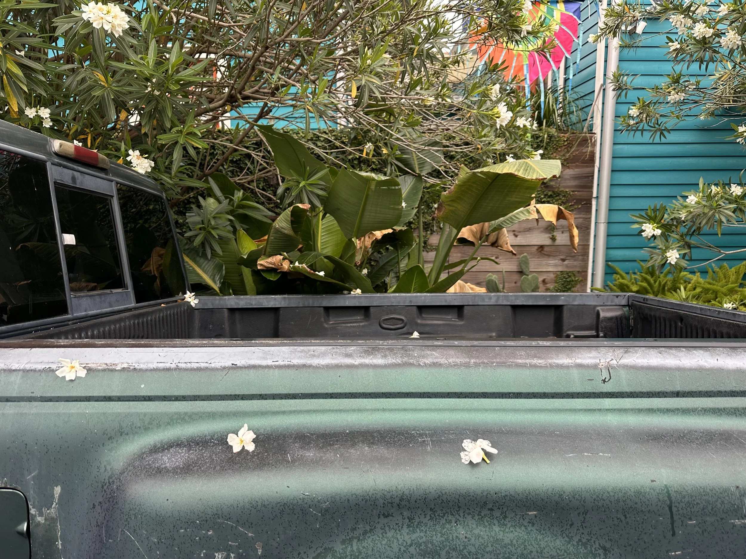 The back of a green truck bed with some white flowers scattered on it, surrounded by various green plants and foliage, including banana-like leaves and flowering bushes, with a wooden fence and blue siding in the background.