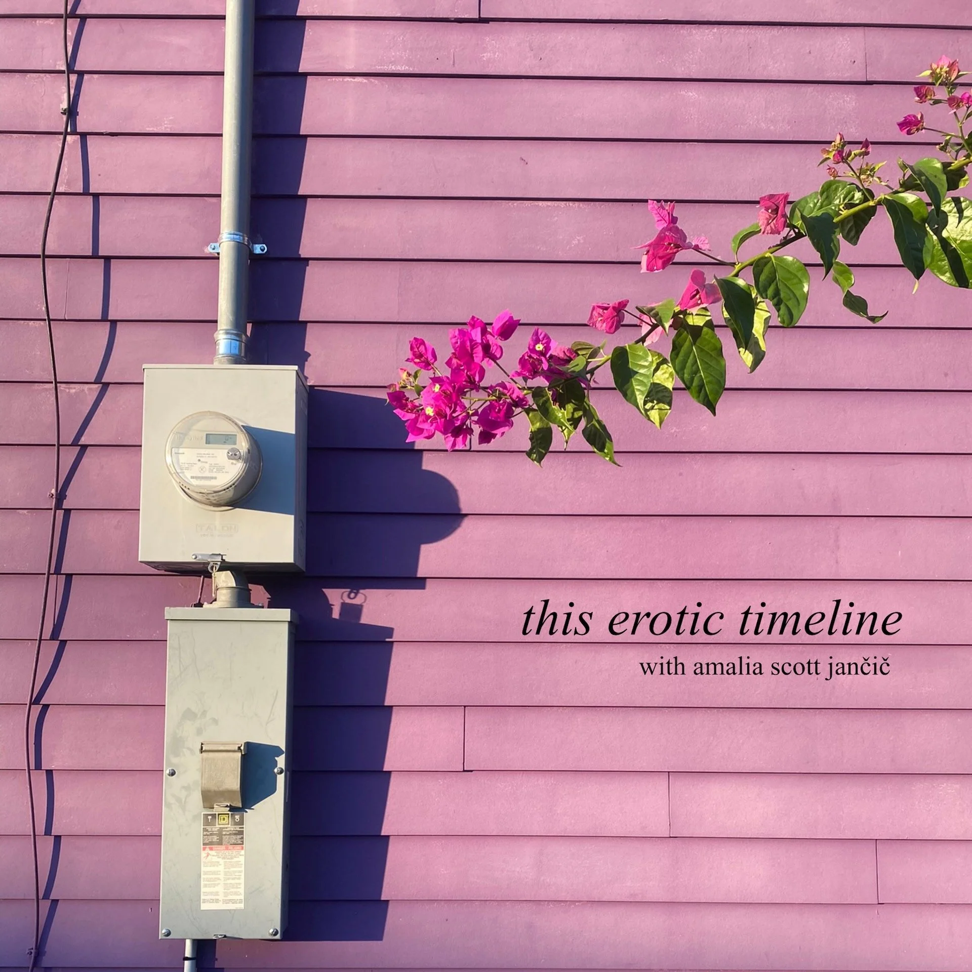Purple wall with electrical meters and pink flowers growing from the side, alongside text that reads 'this erotic timeline with amalia scott jančić'